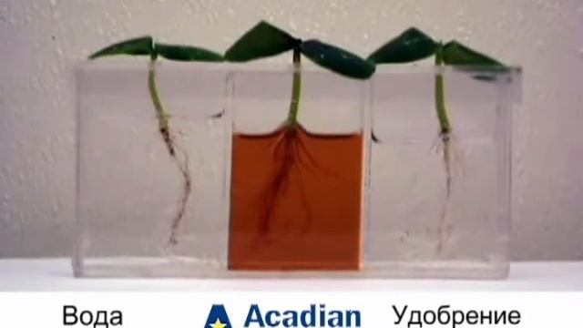 Рост корневой системы. ТЫКВА смотреть онлайн