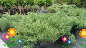 Можжевельник казацкий Мас. Краткий обзор, описание характеристик juniperus sabina Mas