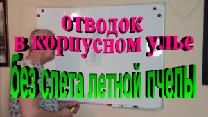 Как сделать отводок в многокорпусном улье на своей пасеке без слета летной пчелы