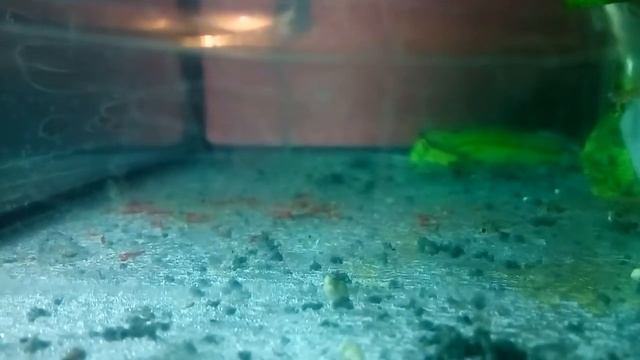 Размножение,Нерест Испанского тритона смотреть онлайн