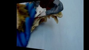 Видеозанятие 7 «Строение и видовые особенности височной теменной и межтеменной костей»