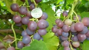 Сорт винограда Сверхранний красный мускат (XVII -10- 26).