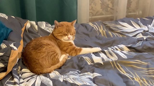 VLOG: Омлет со шпинатом. Готовлю подарки. Рука болит. #влог 26.01.24 смотреть онлайн