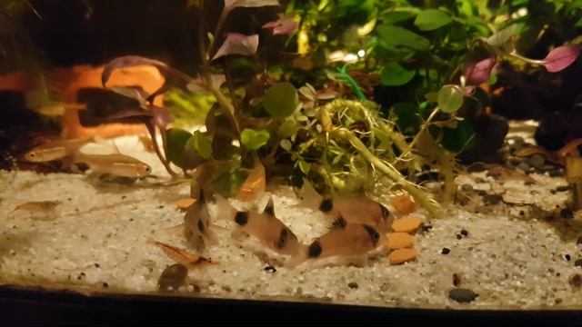 Коридорасы панда (Corydoras panda) смотреть онлайн