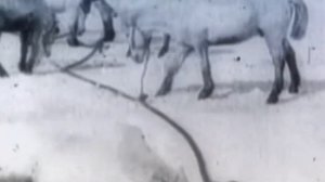 Антарктида. Удивительная история покорения южного полюса. Амундсен - Скотт