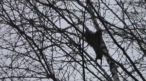 На каракате в лес. Испытание новой техники.