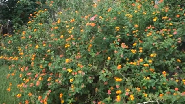 ВЛОГ место, где спят бабочки смотреть онлайн