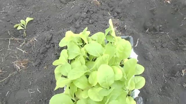 Высадка рассады табака в грунт .