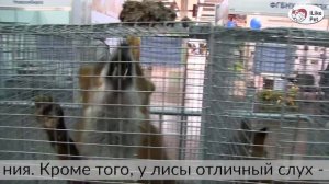 Красная лиса Агропромышленная выставка Золотая  осень 2016