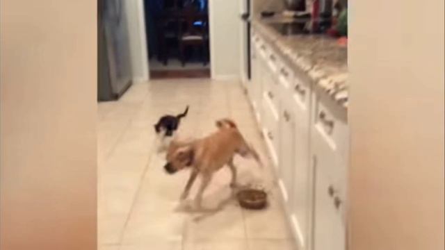 Ты смеешься, ты теряешь 😂 Самые смешные животные 😂 You laugh, you lose 😂 The funniest animals 😂 смотреть онлайн