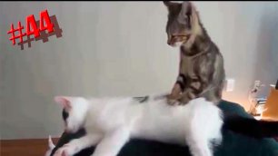 622 секунд Смеха 🐱😂 Смешных моментов |  Милые котики Приколы с котами 🐱🤣 Смешные коты #44