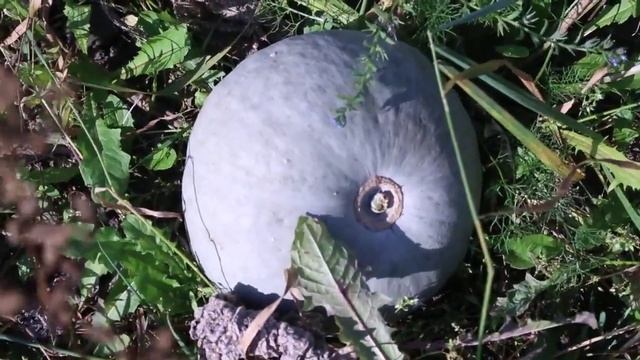 Участок под ферму и комфортное жилье! 1 га, 2 га, 3 га в ВОТЧИНА КАНТРИ КЛАБ! смотреть онлайн