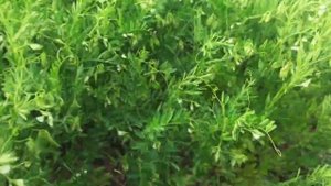 Выращивание чечевицы. No-till