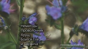 Этот сидерат спасение от всех вредителей и болезней! Почва Рыхлая все растет на Ура! Сидерат Фацели