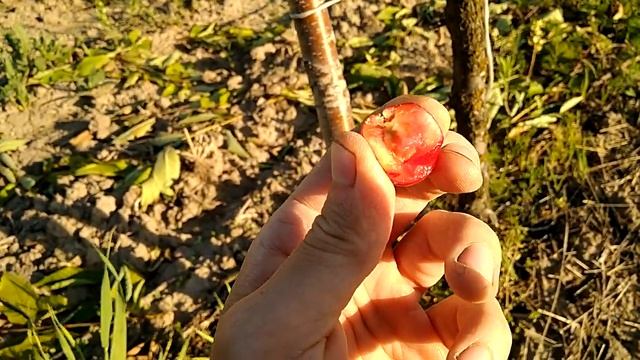 Черешня Мелитопольская черная на ВСЛ 2 с формировкой KGB. Сигналки смотреть онлайн