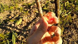 Черешня Мелитопольская черная на ВСЛ 2 с формировкой KGB.  Сигналки