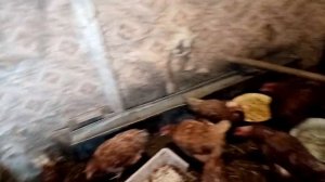 Про кур несушек и инкубационное яйцо .