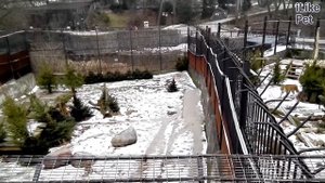 Амурский тигр Размножение на ilikepet