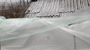 Как подготовить ежевику к зимовке l Ежевика Натчез без шипов