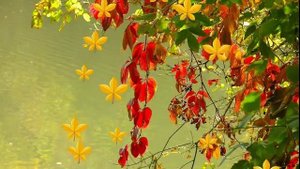 ФУТАЖИ  ЗОЛОТАЯ ОСЕНЬ ДЛЯ ВИДЕОМОНТАЖА