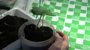 12 - Прививка огурца на тыкву(лагенария) 2016 год