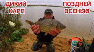 Как Поймать Дикого Карпа Поздней Осенью.mp4