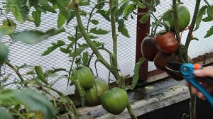 ЧЕРНОЕ СЕРДЦЕ АМЕРИКИ! ОБЗОР СОРТОВ ТОМАТОВ! Советы от ЗЕЛЕНОГО ОГОРОДА!