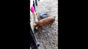 Приколы про свиней