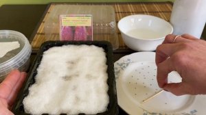 Сеем клубнику? на снег❄️ после стратификации.