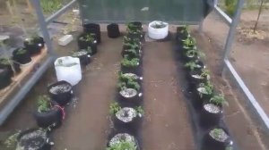 выращивание помидор в горшках #GrowNic