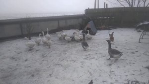 Гуси-Лебеди летели.