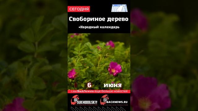 Сегодня, 6 июня, в этот день отмечают праздник, Свобориное дерево