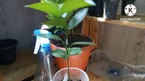 Выращивание цитрусовых дома. Уход за молодыми прививками. Как встретить новичка в коллекции, этапы