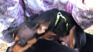 Русский Той Терьер на семейной пробежке.