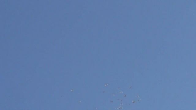 полёт Будапештских высоколётных голубей 28 03 2021г смотреть онлайн