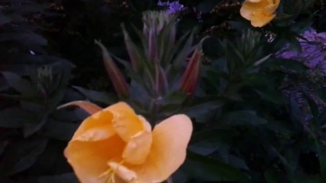 Цветы. Необычные цветы. Ночная красавица. смотреть онлайн