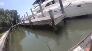 Fishing For BIG Snook Under Docks on Artificial Lures