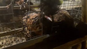 КУРЫ ПАВЛОВСКОЕ ЗОЛОТО//САМЫЕ НЕ ПРИХОТЛИВЫЕ КУРЫ