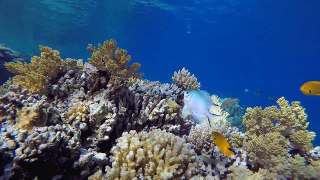 Aquarium релакс Sea Animals With Relaxing Music - Rare & Colorful Sea Life Video смотреть онлайн