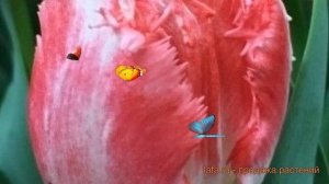 Тюльпан бахромчатая Неглеже (tulipa neglige) ? Неглеже обзор: как сажать, луковицы тюльпаны Неглеже