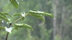 Гром дождевого леса и звуки сна дождя | Белый шум 10 часов