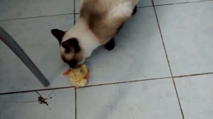 Тайская кошка ест суточного цыпленка
