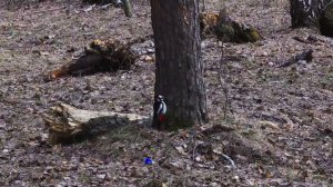 Большой пёстрый дятел ходит по земле и деревьям в Экопарке 19 апреля 2023 г