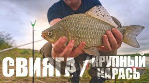 ОГРОМНЫЕ КАРАСИ это ОБОЖАЮТ. Рецепт прикормки/сало с чесноком на крючке. Рыбалка на реке СВИЯГА