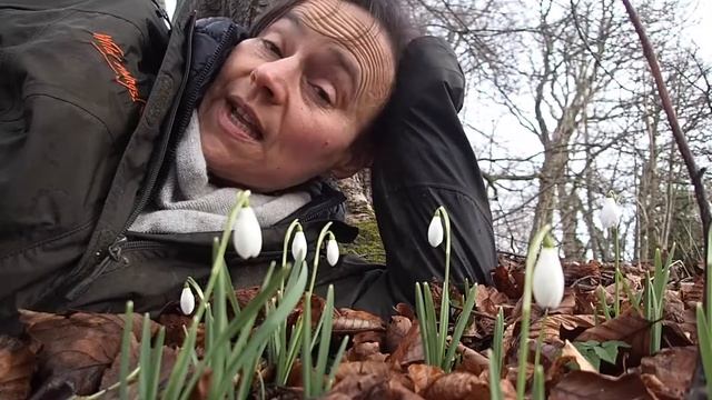 Snowdrop (Galanthus nivalis) смотреть онлайн