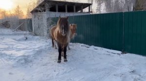 Якутская лошадь