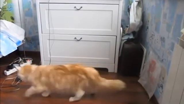 Люди тоже чудят! смотреть онлайн