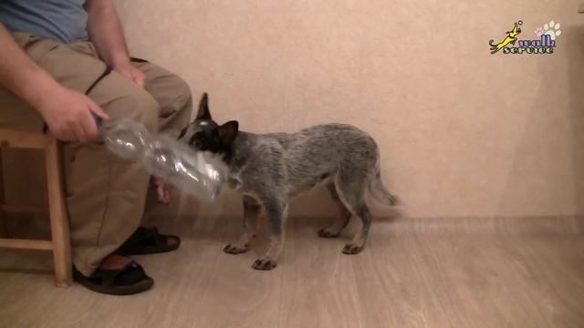 Дрессировка щенка, упражнения с мясом смотреть онлайн