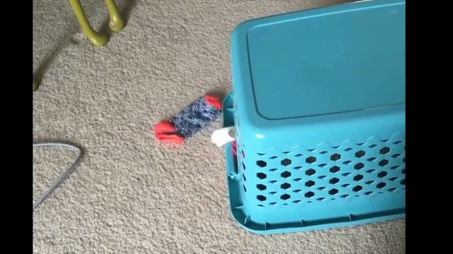 Котики и Музыка 2017 Приколы / Seals and Music Funny смотреть онлайн