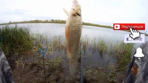 Ловля карася на пенопласт в сентябре. Пикер + поплавочка.